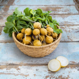 Golden Helios, Radish Seeds
